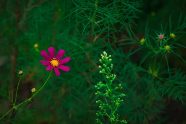 五彩缤纷的粉红色花朵与绿色模糊的自然环境空间 四月春花盛开的季节 艺术化的黑暗风格摄影 — 图库照片