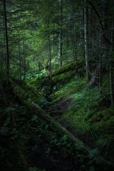 North Forest Deep Woods Environmental Atmospheric Space Falling Trees Moss — Stock Photo, Image