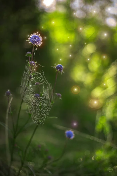 Фантастична Весняна Лісова Квітка Запаленням Духу Літає Навколо Казкова Сцена — стокове фото