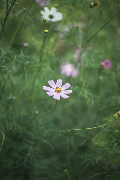 Tek Çiçekli Karamsar Renklerde Bitkilerin Bulanık Çevre Alanı Dikey Fotoğrafçılık — Stok fotoğraf