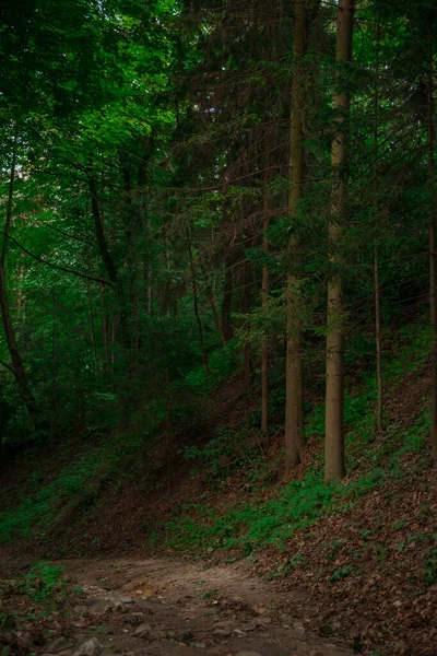 Vertikální Fotografie Smrku Lesní Stromy Blízkosti Nečistoty Stezka Dřevo Země — Stock fotografie