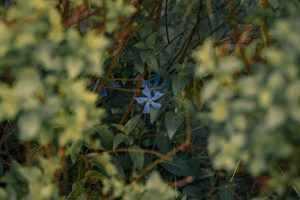 정원의 꽃봉오리 자연적 무색의 아름다운 부드러운 — 스톡 사진