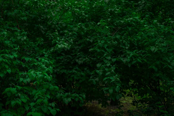 Dunkler Hintergrund Bildstil Baum Grüne Blätter Freien Szenische Ansicht Weicher — Stockfoto