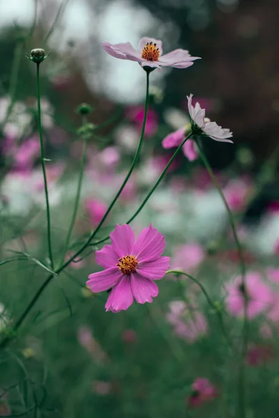 Pembe Çiçek Bahçesi Çalı Bahar Günü Yumuşak Odak Dikey Fotoğrafçılık — Stok fotoğraf