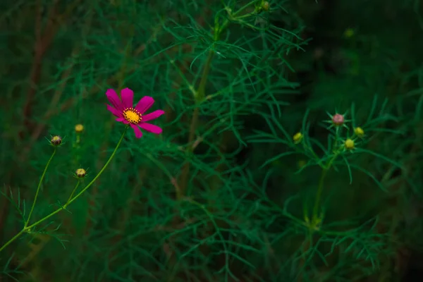 ダークスタイル自然庭園ピンクの花とブッシュの緑のぼかしの葉の景色 — ストック写真