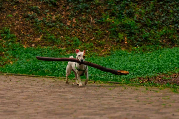 Собака Палицею Роті Супутник Йде Парку Землі Відкритий Мальовничий Вид — стокове фото