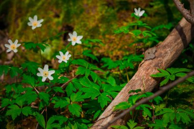 Bahar mevsimi zamanı çiçek açar orman çevresi topraktan büyüyen beyaz çiçek, yumuşak odak