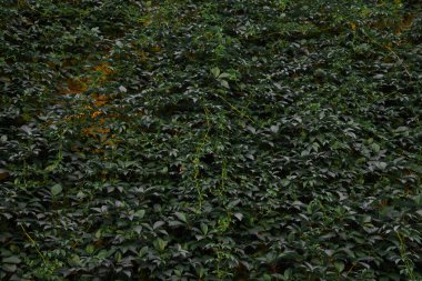 Koyu yapraklı yaprak duvar bahçesi tasarımı konsepti aşağıdan öngörülen karamsar atmosfer fotoğrafçılığı