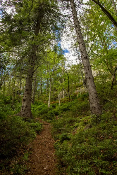 Spruce Forest Trail Hills Wilderness Spring Environment Space Scenery View — 图库照片