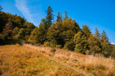 Ormanın yüksek kıyısında yaz mevsiminde doğa manzarası Ağustos 'ta sona erer.