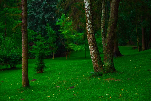 Idylliczne Spokojne Żywe Kolorowe Łąki Trawy Skraju Lasu Czas Wiosny — Zdjęcie stockowe