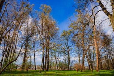 early spring season time March month park land with vibrant grass meadow and bare branches trees with morning clear weather