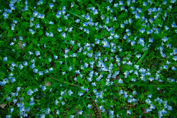Many Small Flowers Tender Blue Color Grass Meadow Spring Blossom — Stock Photo, Image