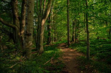woodland summer nature environment space landscape with dirt trail foot path for tranquil and peaceful walking and promenade