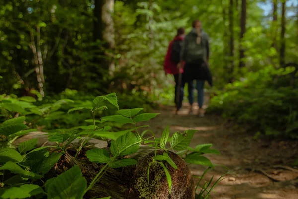 Walking Forest Couple Person Silhouette Outline Background Focus Green Foliage — Fotografia de Stock