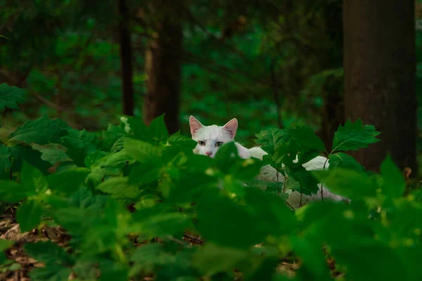 White Cat Funny Portrait Park Hunting Time Looking Camera Green — Zdjęcie stockowe