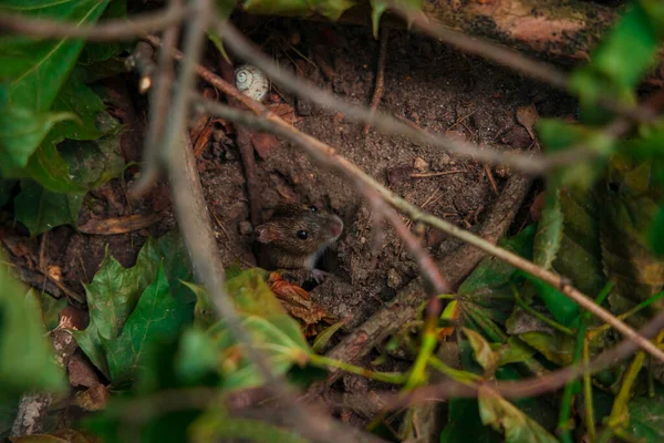 野生のマウスファジィの動き穴に焦点を当てていない写真は木の枝を伐採している — ストック写真