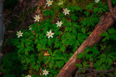 forest ground wild white flower blossom spring time April month season natural close up