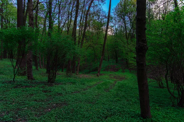 Shadow Forest Morning Twilight Light Natural Phenomenon Spring Season Time — Stock fotografie