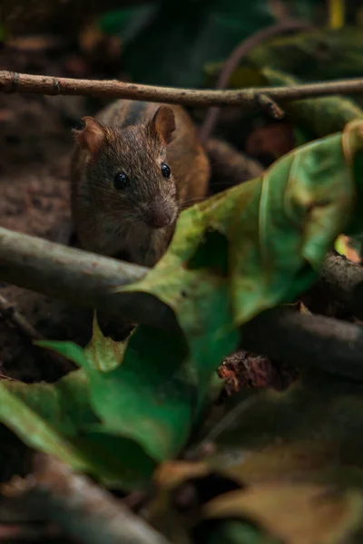 動物野生動物のテーママウス小さな哺乳動物の肖像画枝に軟焦点写真自然環境空間 — ストック写真