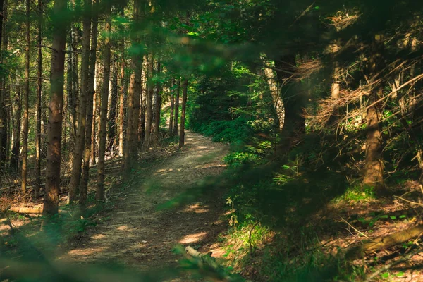 Terreno Legno Vista Panoramica Con Sfocato Primo Piano Foglie Alberi — Foto Stock