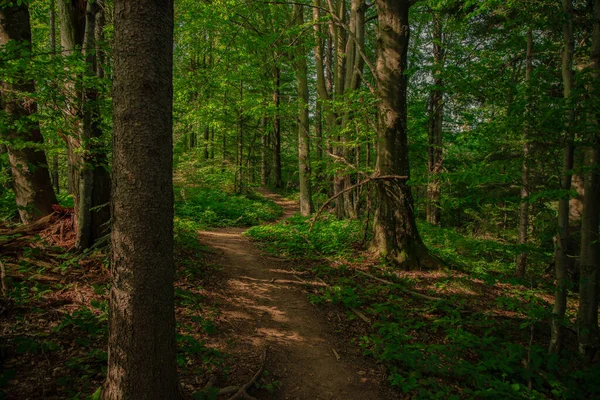 4月の春の日の時間帯は 飽和色と未舗装の歩道を歩くためのパスで森の木々の影 — ストック写真