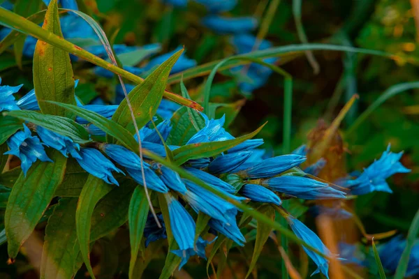 野生蓝色铃铛花春天开花自然闭合自然摄影 — 图库照片