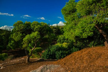 Yunanistan 'ın Attica kayalık tepesindeki güney tropik manzarası. Renkli yaz mevsimi manzarası. Yumuşak yeşillik odaklı.