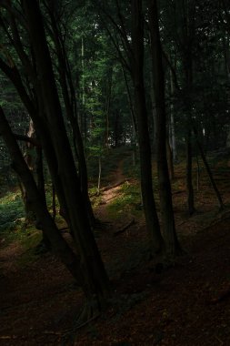 İlkbahar zamanı orman manzarası kırsal doğal manzara dış görünüş dikey fotoğrafçılık