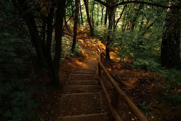 Las Ziemia Krajobraz Malownicze Widok Drewniane Schody Stopa Ścieżka Dół — Zdjęcie stockowe
