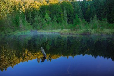 Sabah sisli orman gölü çevresel manzara sessiz su yumuşak yüzey ve derinlik sopa, bahar erken sezon
