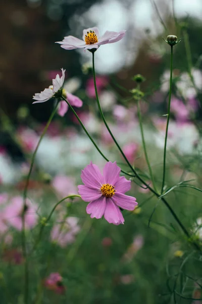 Blume Rose Farbe Knospe Und Blütenblätter Frühling Zeit Atmosphärische Stimmung — Stockfoto