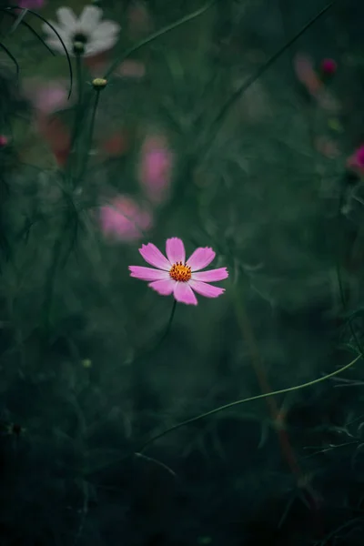 Atmosphärische Stimmung Natürliches Landschaftliches Blumenbeet Mit Blütenrosenknospe Und Blütenblättern Dunklem — Stockfoto