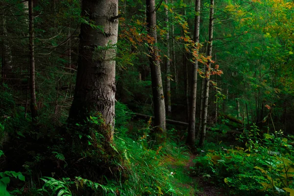 Atmosphère Dramatique Forêt Environnement Atmosphérique Paysage Avec Saturé Couleur Verte — Photo
