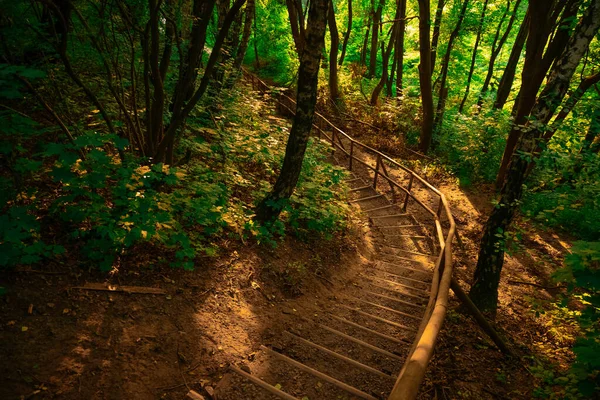 Tranquilo Parque Tierra Vista Panorámica Fotografía Con Árboles Escaleras Madera — Foto de Stock