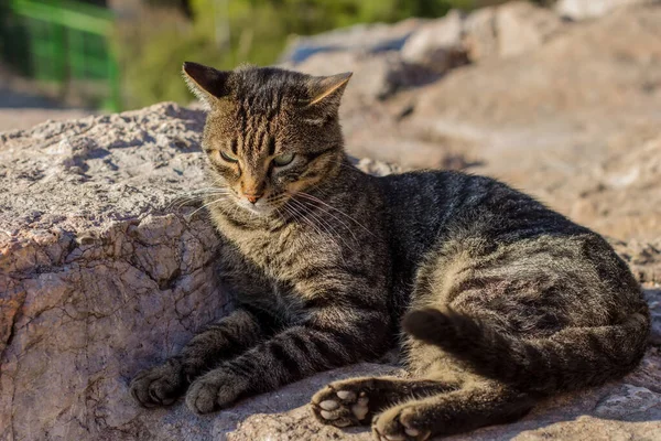 Katzenporträt Obdachlos Tier Thema Foto — Stockfoto