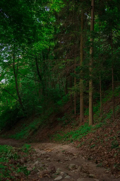 Vertikale Fotografie Von Wald Land Waldbäume Mit Feldweg Gemeinsame Natürliche — Stockfoto