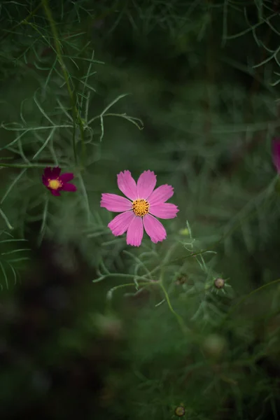 Çiçeksel Doğal Güzellik Çiçek Açan Lavanta Rengi Bahçe Çiçekleri Bahar — Stok fotoğraf