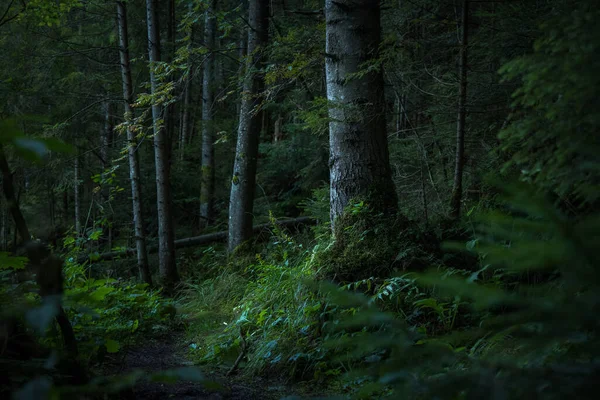 Deep Forest Atmospheric Moody Green Wood Land Mystic Environment Space — Stock Photo, Image