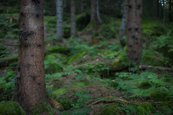 Naturel Gros Plan Soft Focus Photographie Écorce Arbre Dans Forêt — Photo