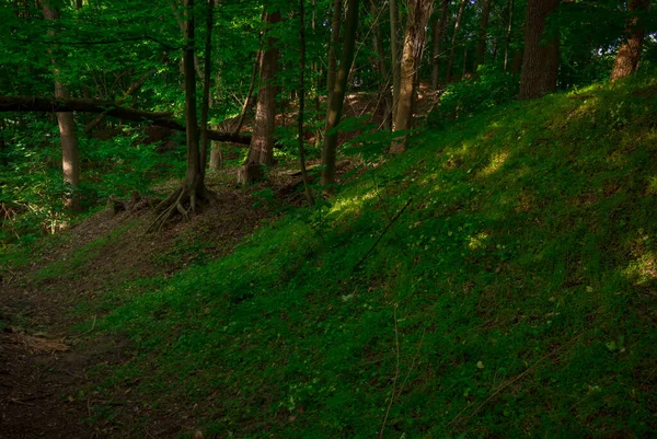 Les Dřevo Země Životní Prostředí Scénický Pohled Zelenou Trávu Kopec — Stock fotografie