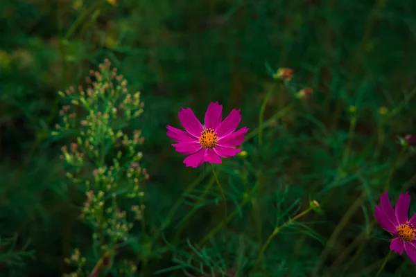 Μωβ Λουλούδι Άνοιξη Ανθίζουν Πράσινο Ζωντανό Φυσικό Περιβάλλον Χώρος Του — Φωτογραφία Αρχείου