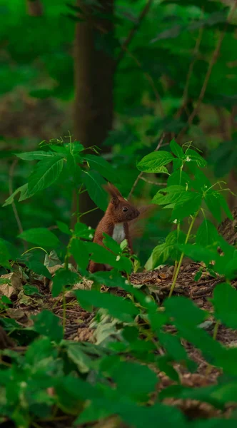 森林中的松鼠主题垂直摄影地方景观绿色春天的环境 — 图库照片