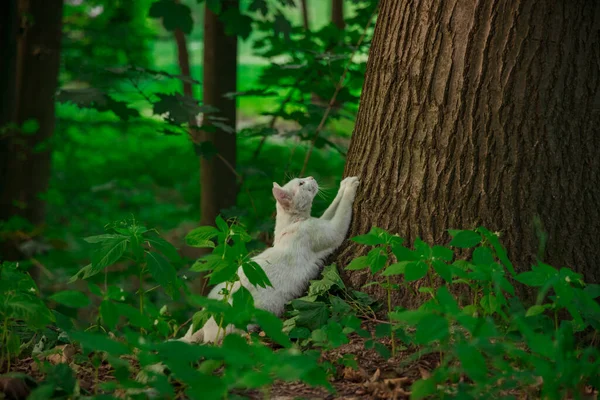 Gatto Bianco Nella Foresta Selvaggia Spazio Ambiente Piante Verdi Modello — Foto Stock