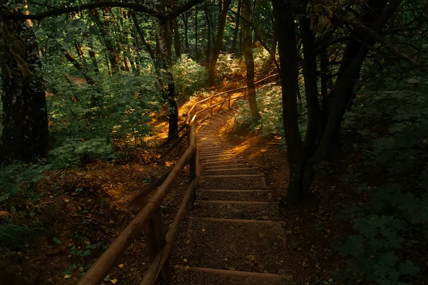 木の大地の雄大な朝日上昇風景階段の下の自然大気の場所足のパスと木の間の背景線 — ストック写真