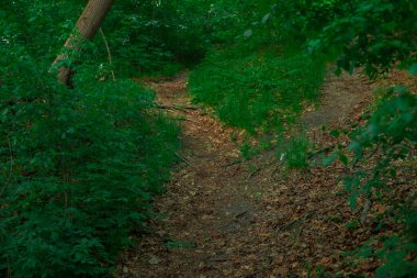 Ağaçlarla, yeşil otlarla ve toprak yollarla çekilmiş basit kır manzarası.
