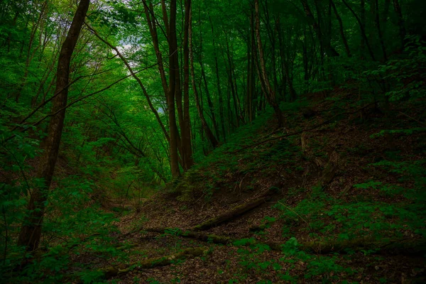 夏の森の風景緑の木々や茎の物体 — ストック写真