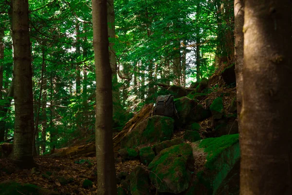 Vintage Bag Woods Rocky Forest Atmospheric Moody Environment — Stock Photo, Image