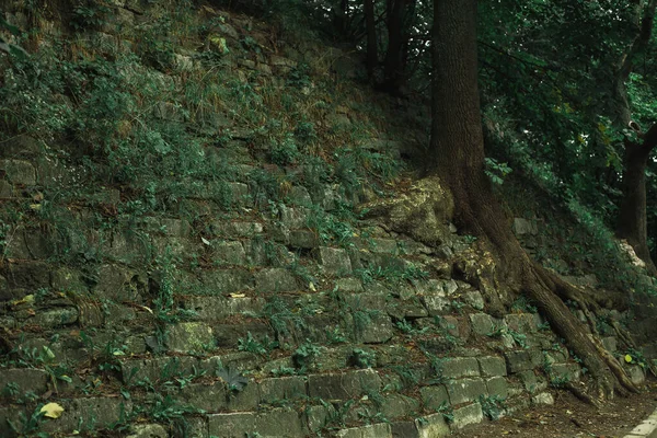Nastrojowe Atmosferyczne Starożytne Ruiny Zamku Kamienia Ściana Zewnętrzna Strona Dzikim — Zdjęcie stockowe
