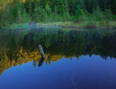 Ormandaki sakin göl su yüzeyinin üstündeki sisli duman atmosferik yaban hayat çevresi derin ağaç gövdesinin altındaki uzayda